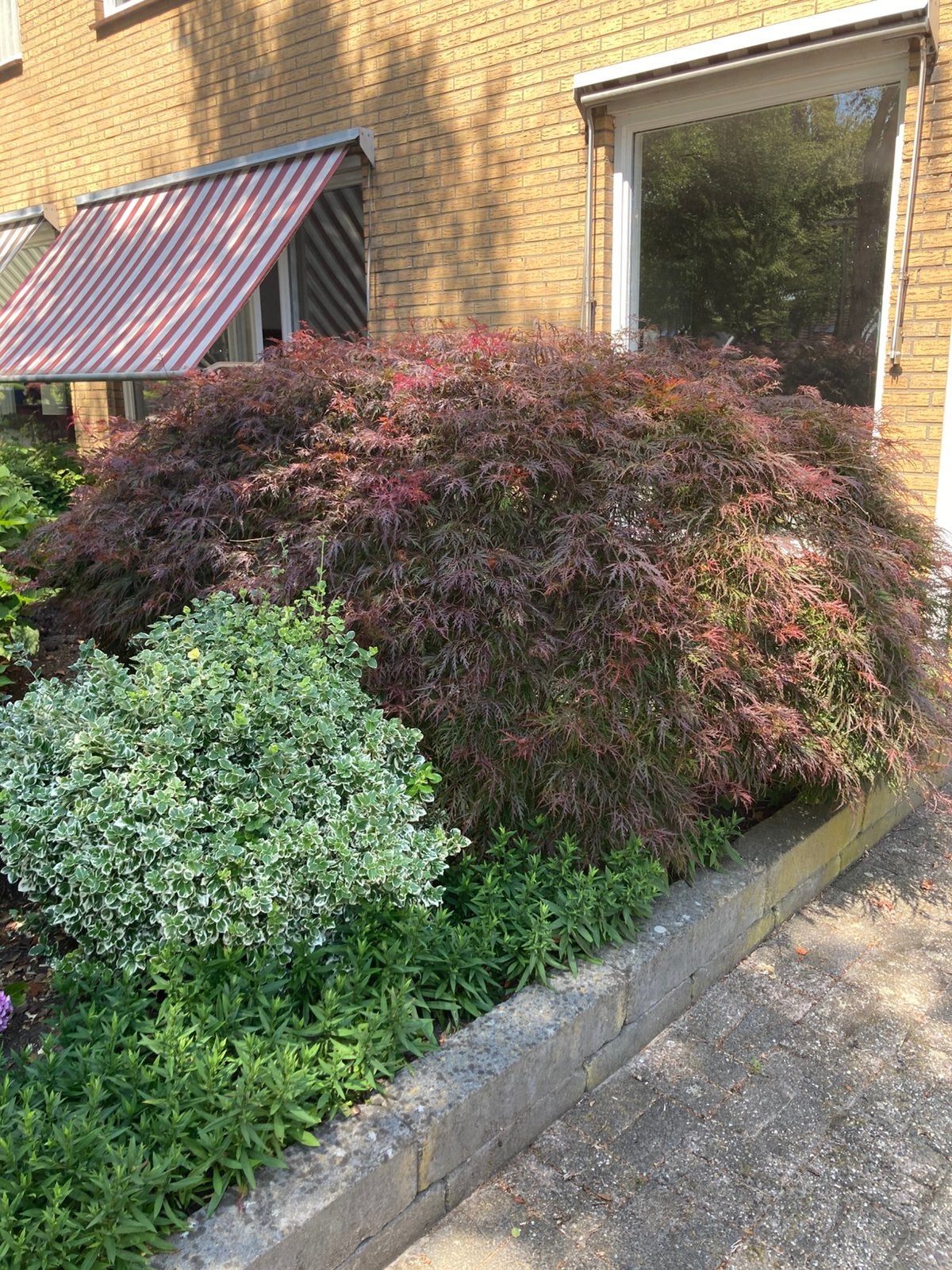 Japanse Esdoorn, gratis, Tuin en Terras, Planten | Struiken en Hagen, Ophalen, Esdoorn, 100 tot 250 cm