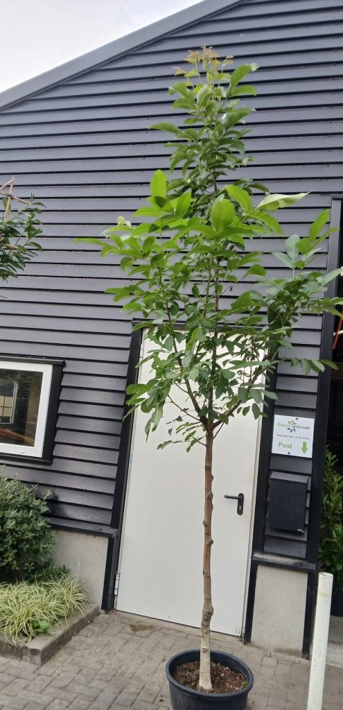 Regia juglans (IN POT!!!) Notenboom €75,-, Lente, 250 tot 400 cm, Volle zon, In pot