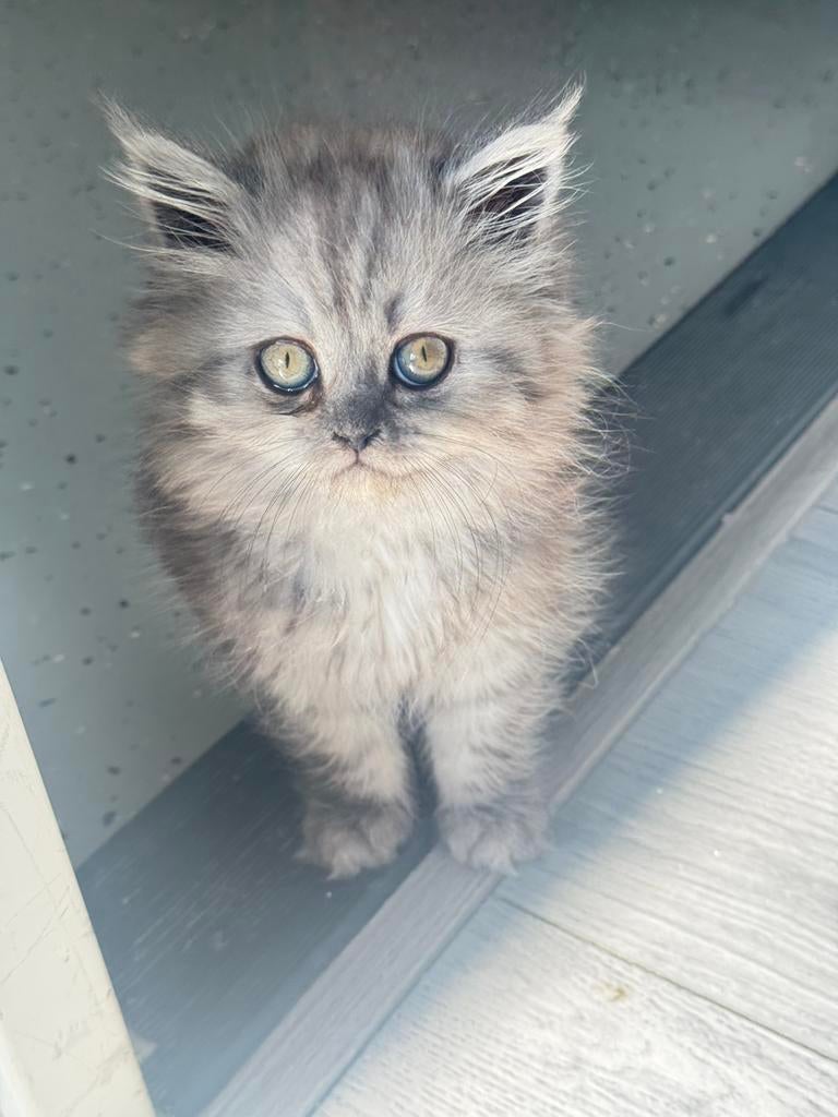 Lange haar katten mix Himalaya & Perzische, Dieren en Toebehoren, Katten en Kittens | Raskatten | Langhaar, Poes, Ontwormd