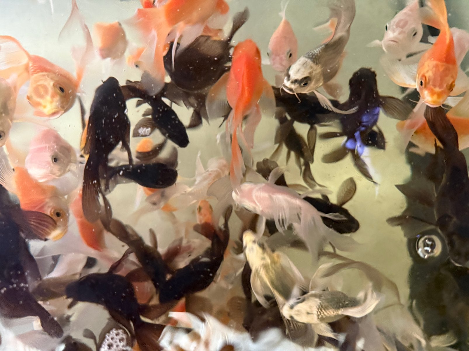 Jonge butterfly hybrids, Dieren en Toebehoren, Vis