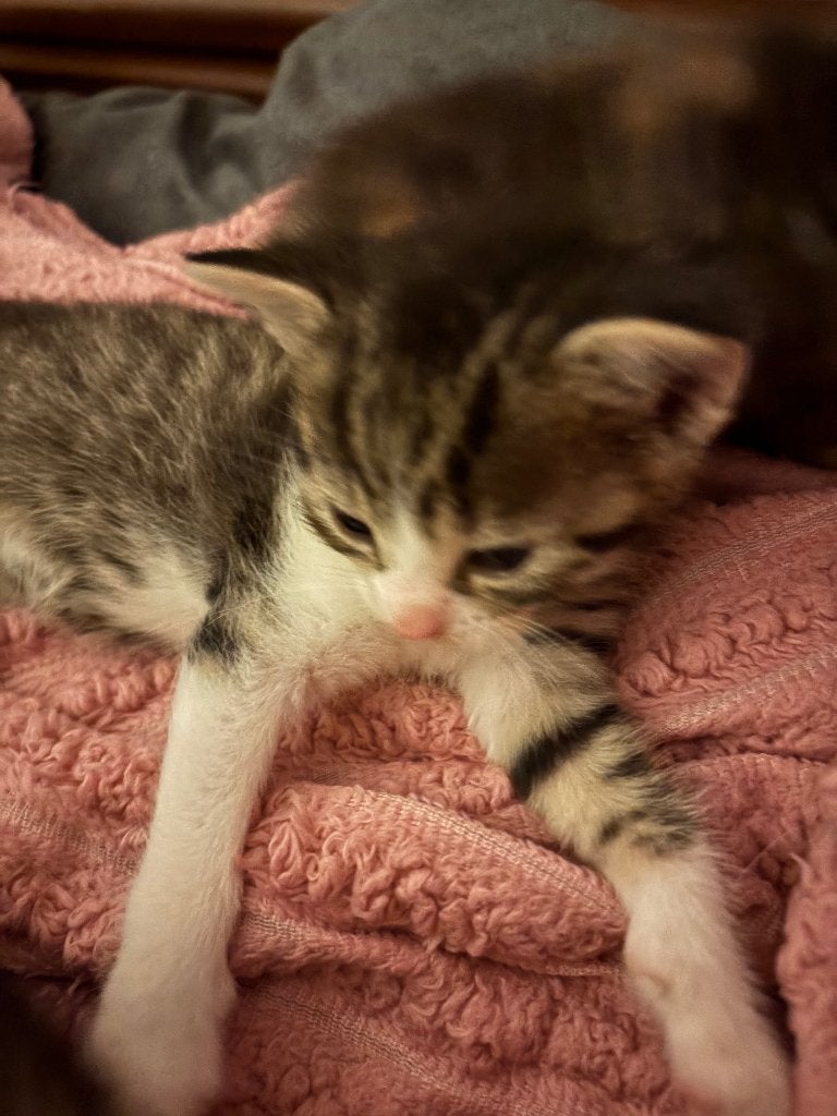 Wij hebben prachtige lieve sociale kittens, Dieren en Toebehoren, Meerdere dieren, Langharig, 0 tot 2 jaar