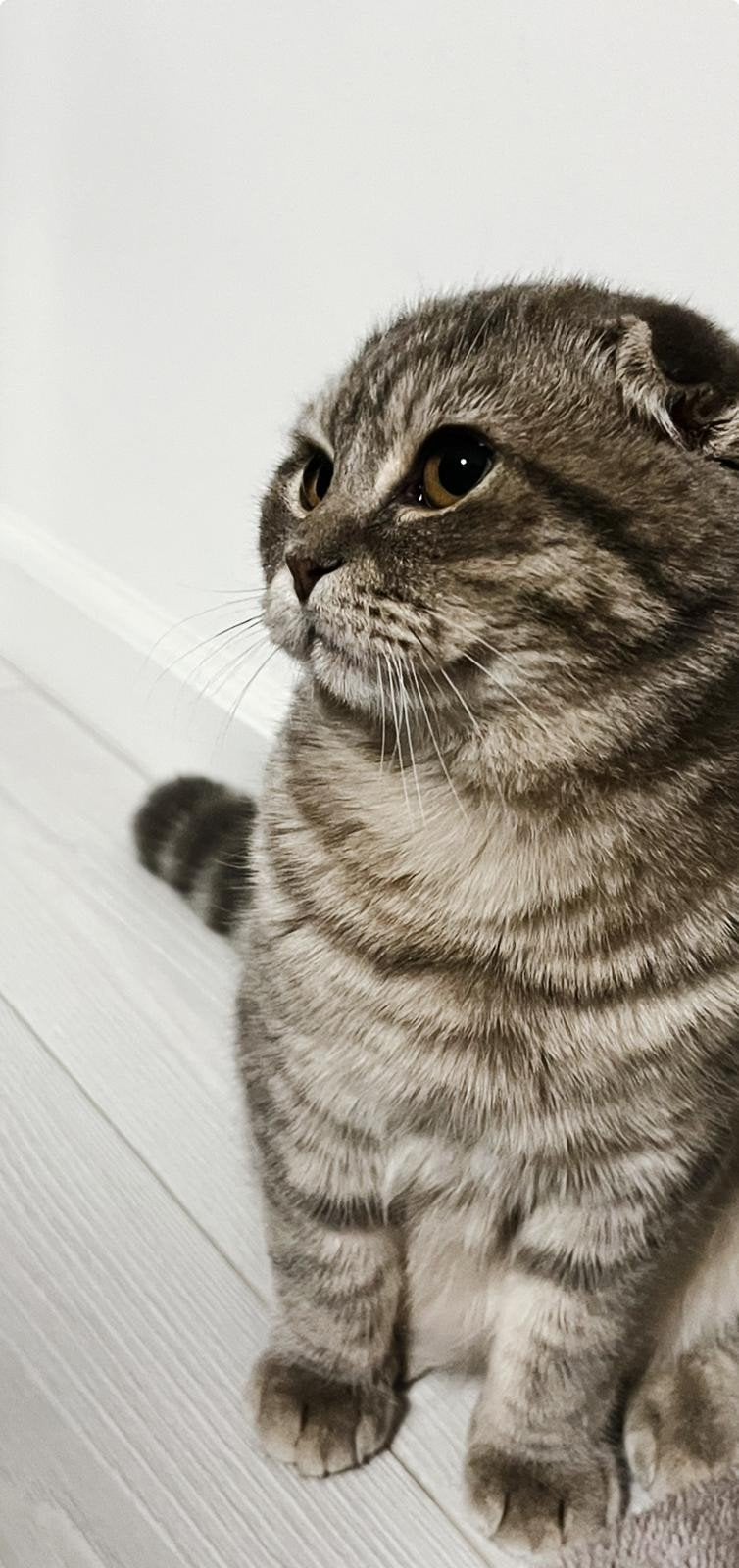 Kat, Dieren en Toebehoren, Kater, Gechipt
