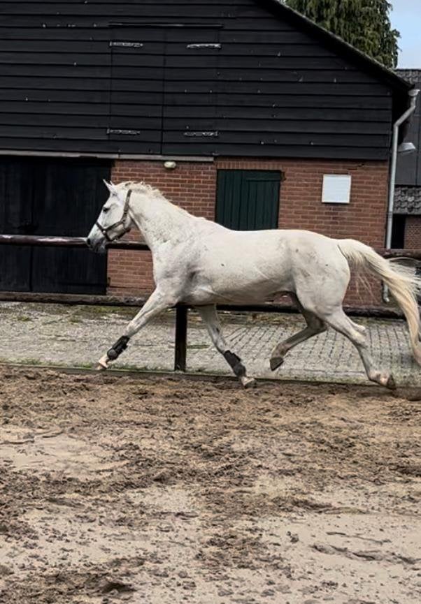Super lieve drachtige schimmel 1.65 M1 dres, Dieren en Toebehoren, Merrie, Recreatiepaard