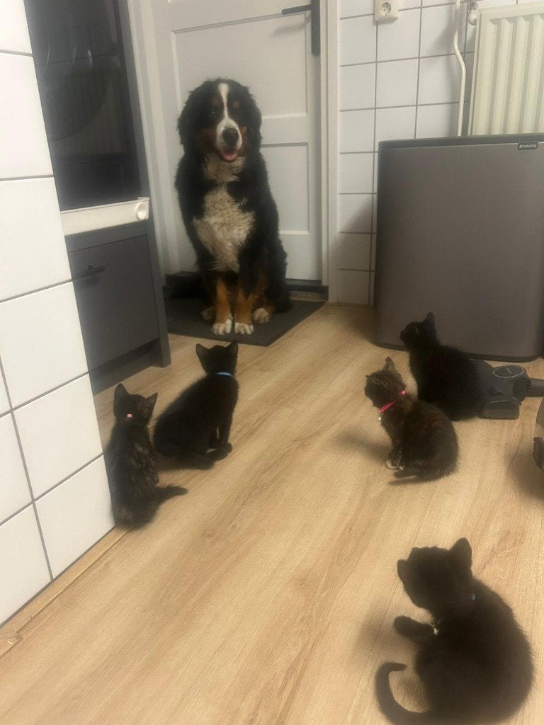 Vijf boeren kittens zoeken nieuw thuis!, Meerdere dieren, Kortharig, 0 tot 2 jaar
