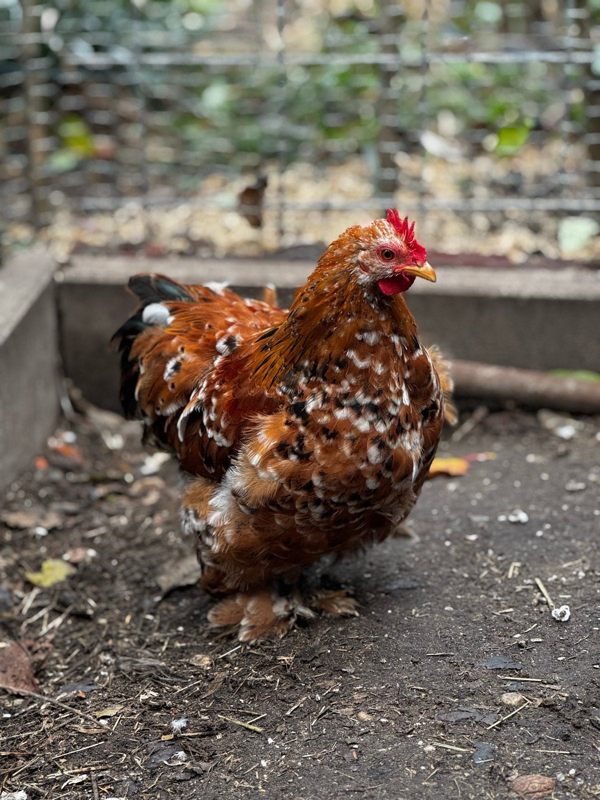 Cochin haantje, Dieren en Toebehoren, Mannelijk, Kip