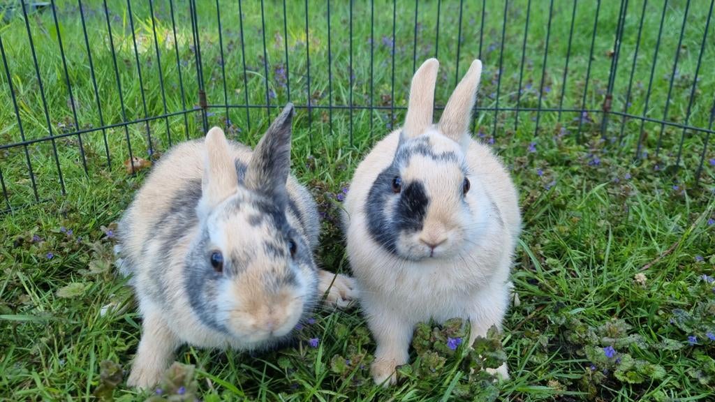 De allerknapste dwergkonijntjes! Japanner superklein! Zusjes, Meerdere dieren, Dwerg