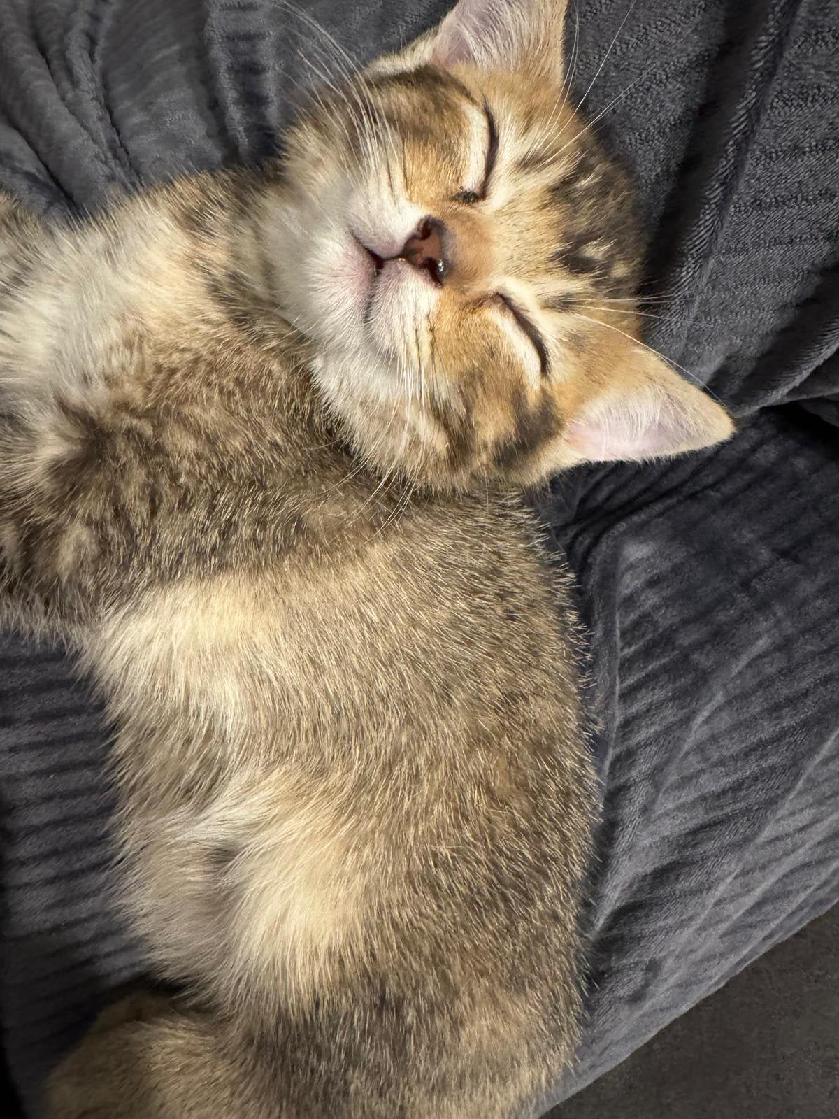 Britse Korthaar kittens Golden and Grey Shaded, Meerdere dieren