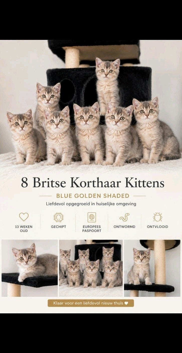 Britse korthaar kittens, Blue Golden Shaded,€975, Meerdere dieren, Kortharig, 0 tot 2 jaar