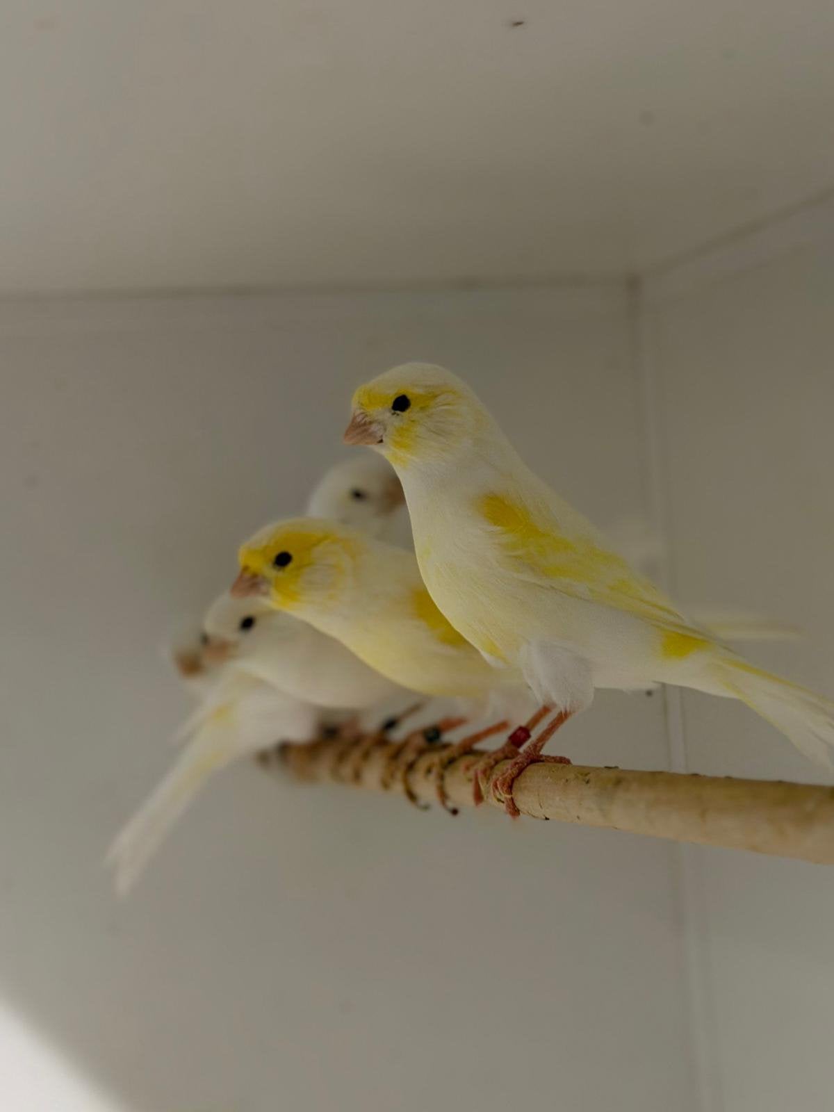Te koop mooie geelmozaiek kanaries, Dieren en Toebehoren, Meerdere dieren, Kleurkanarie