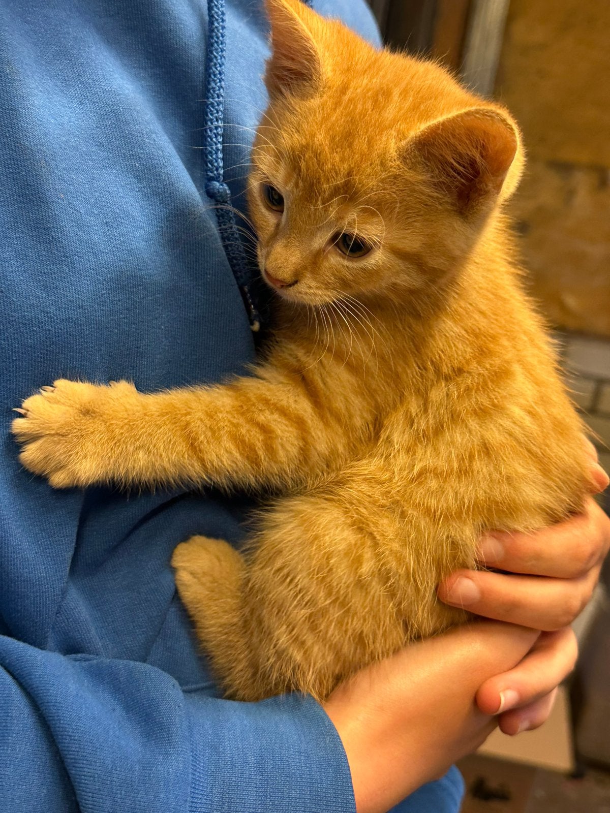 1 lief rood poesje, Poes, Kortharig, 0 tot 2 jaar