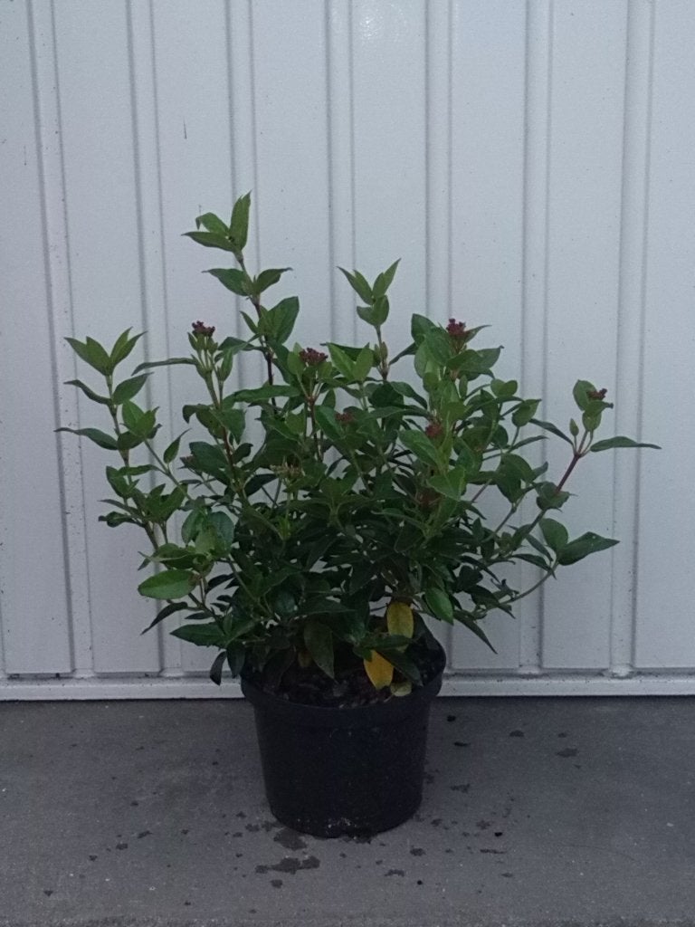 Viburnum tinus (sneeuwbal), Vaste plant, Halfschaduw, Winter, Ophalen
