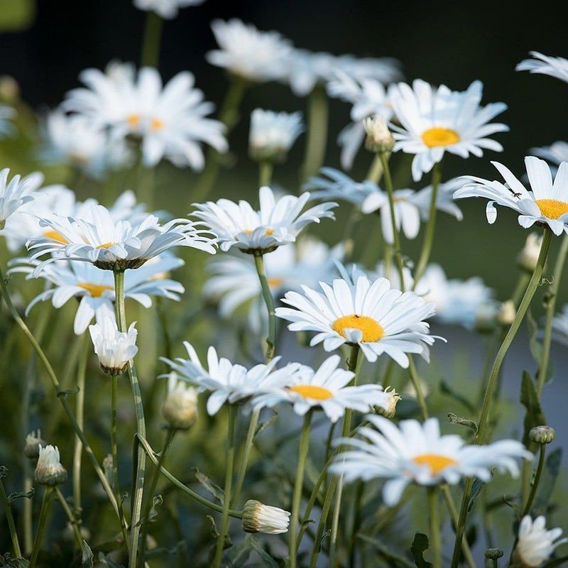 Gewone margriet te koop, Ophalen, Vaste plant, Overige soorten, Volle zon