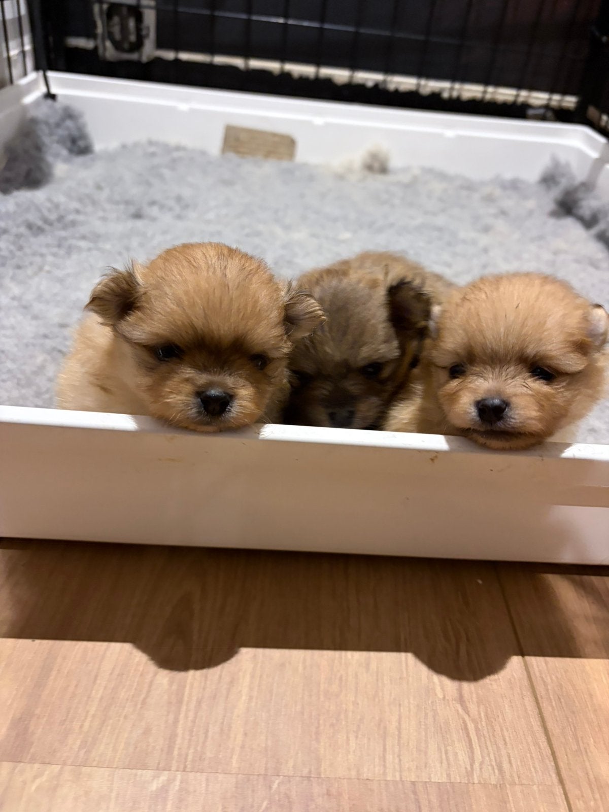 Prachtige pomeranian pups! NL gefokt met stamboom, Parvo, Keeshond, 8 tot 15 weken, Meerdere