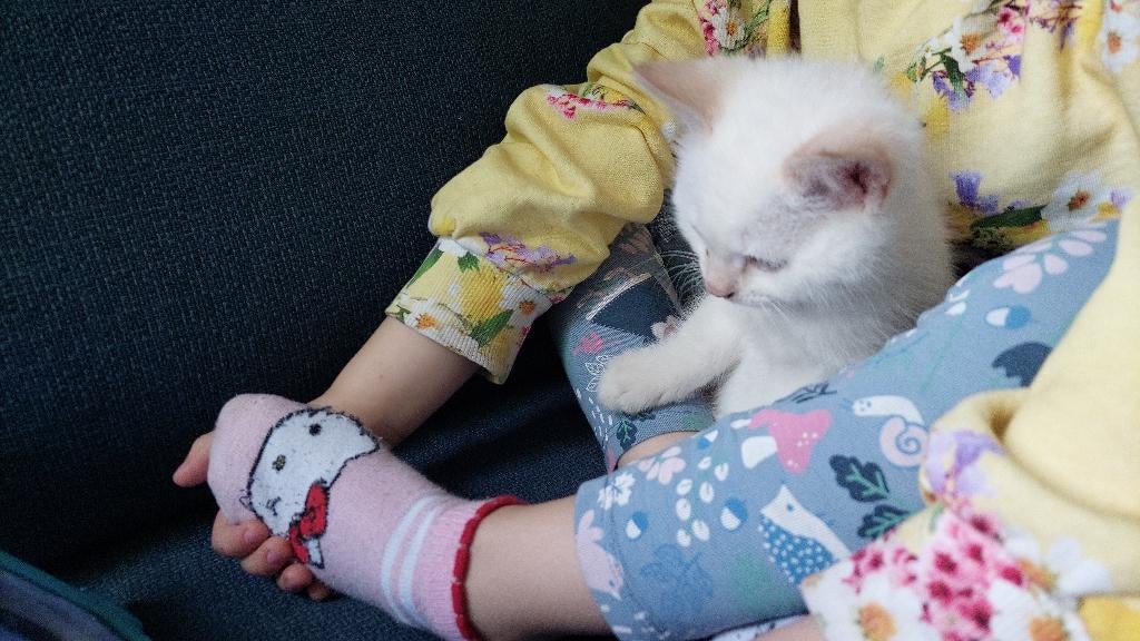 1 schattig katertje ( half Noorse Boskat), Kater, Ontwormd, 0 tot 2 jaar
