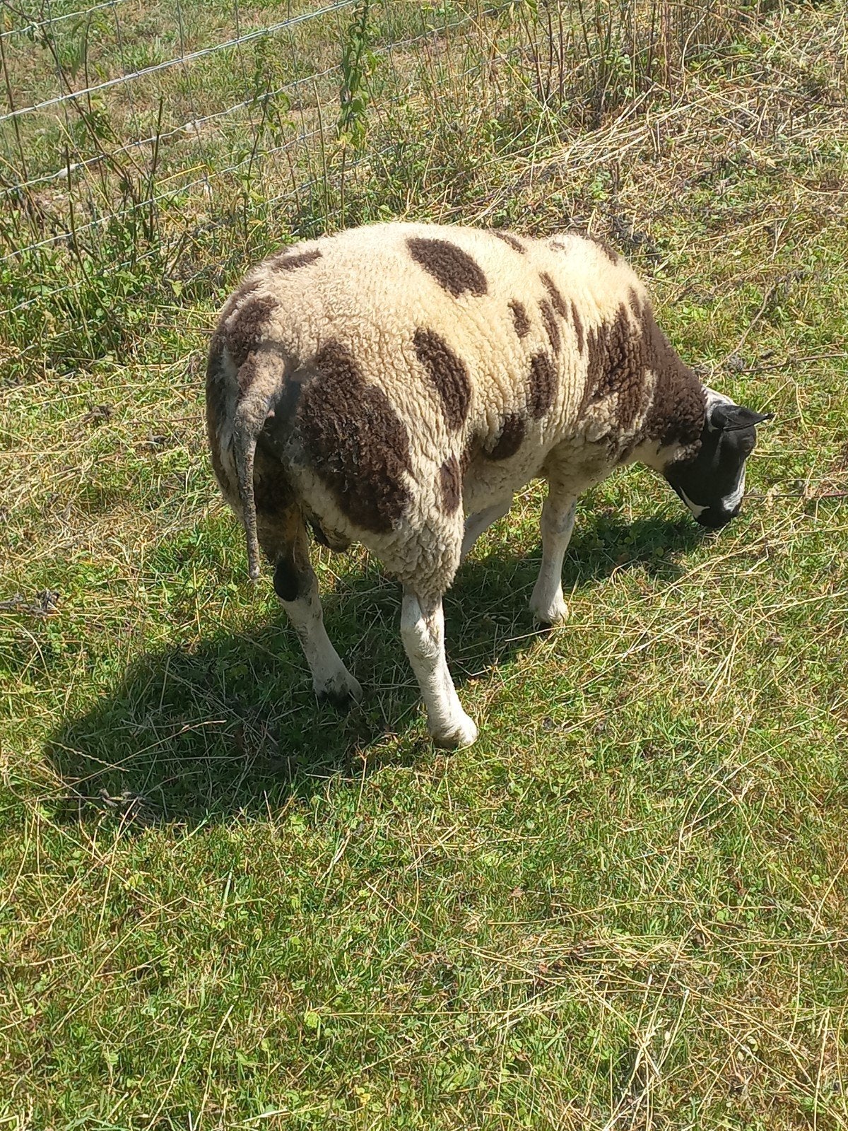 2 mooie Bonte Ram Lammeren, Dieren en Toebehoren, Schapen, Geiten en Varkens, Mannelijk, Schaap, 0 tot 2 jaar