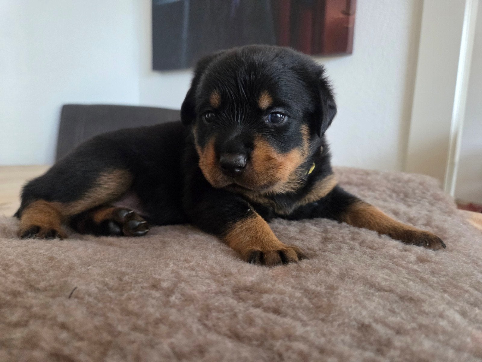 Rotweiler pups, Dieren en Toebehoren, 8 tot 15 weken, Meerdere, Meerdere dieren, Rottweiler