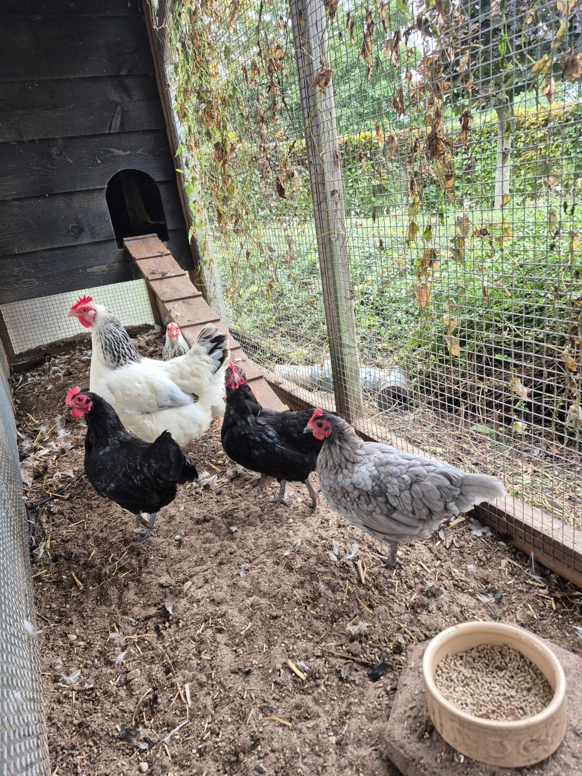 kippen te koop, Dieren en Toebehoren