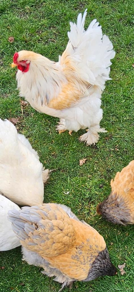 Lemon pyle brahma roo, vriendelijk,  9 maanden, Dieren en Toebehoren, Pluimvee, Kip, Mannelijk