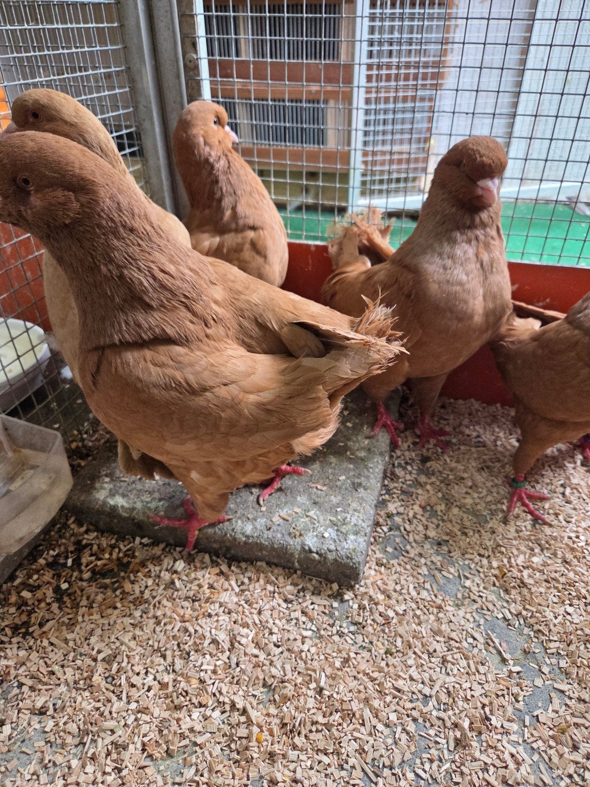 Gele king duiven, Dieren en Toebehoren, Vogels | Duiven, Meerdere dieren, Overige soorten
