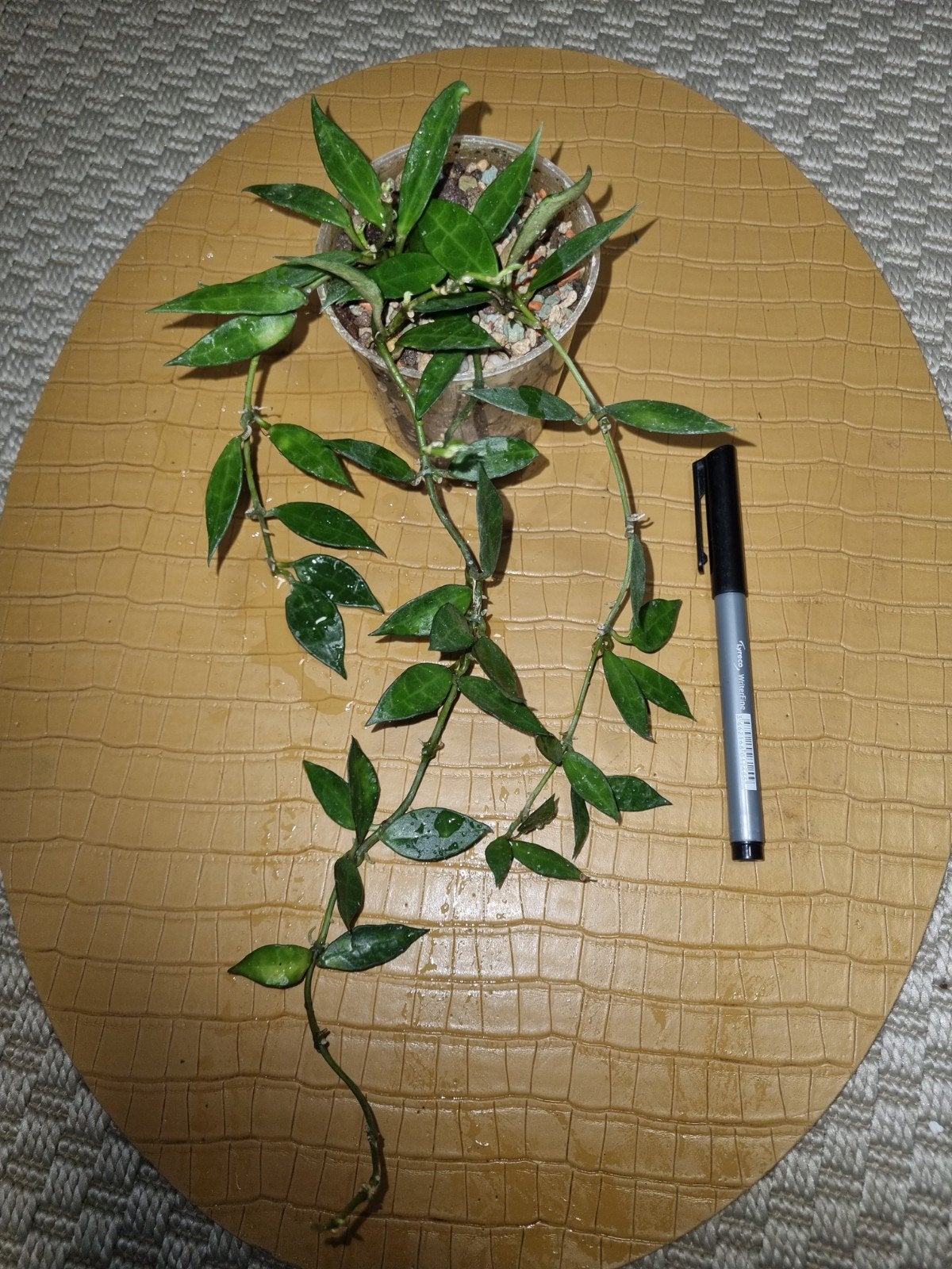 Hoya lacunosa groen, Ophalen of Verzenden, Halfschaduw, Minder dan 100 cm