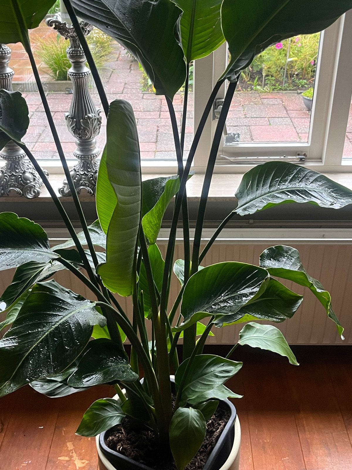 Grote Strelitzia Nicolai - Paradijsvogelplant Hx190, Ophalen, Overige soorten, Halfschaduw, In pot