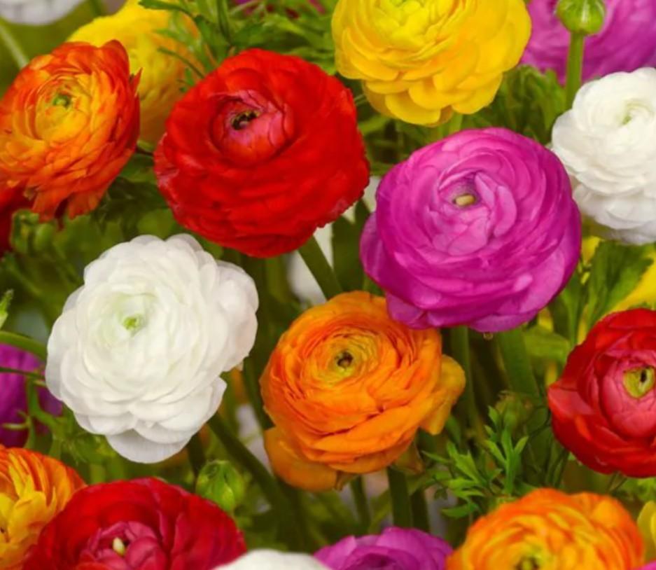 Ranonkel Ranunculus gemengd bolmaat 4/5 (50 stuks), Ophalen, Voorjaar, Volle zon, Knol