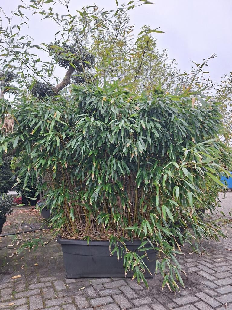 Bamboe Phyllostachys in bak 5 stuks, Tuin en Terras, Planten | Bomen, Ophalen, Bloeit niet, Halfschaduw, Overige soorten