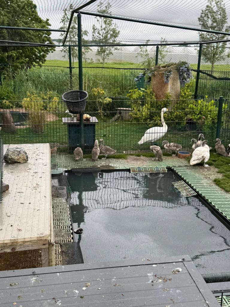 Jonge zwarthalszwanen, Dieren en Toebehoren, Pluimvee, Meerdere dieren, Eend