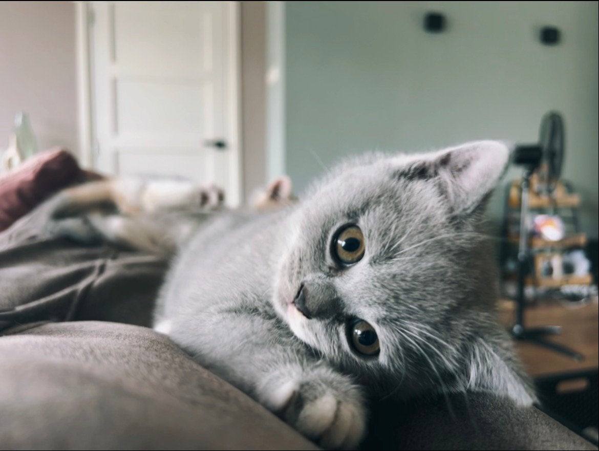 Britse korthaar kittens met stamboom kampioenen lijn, Meerdere dieren, Met stamboom