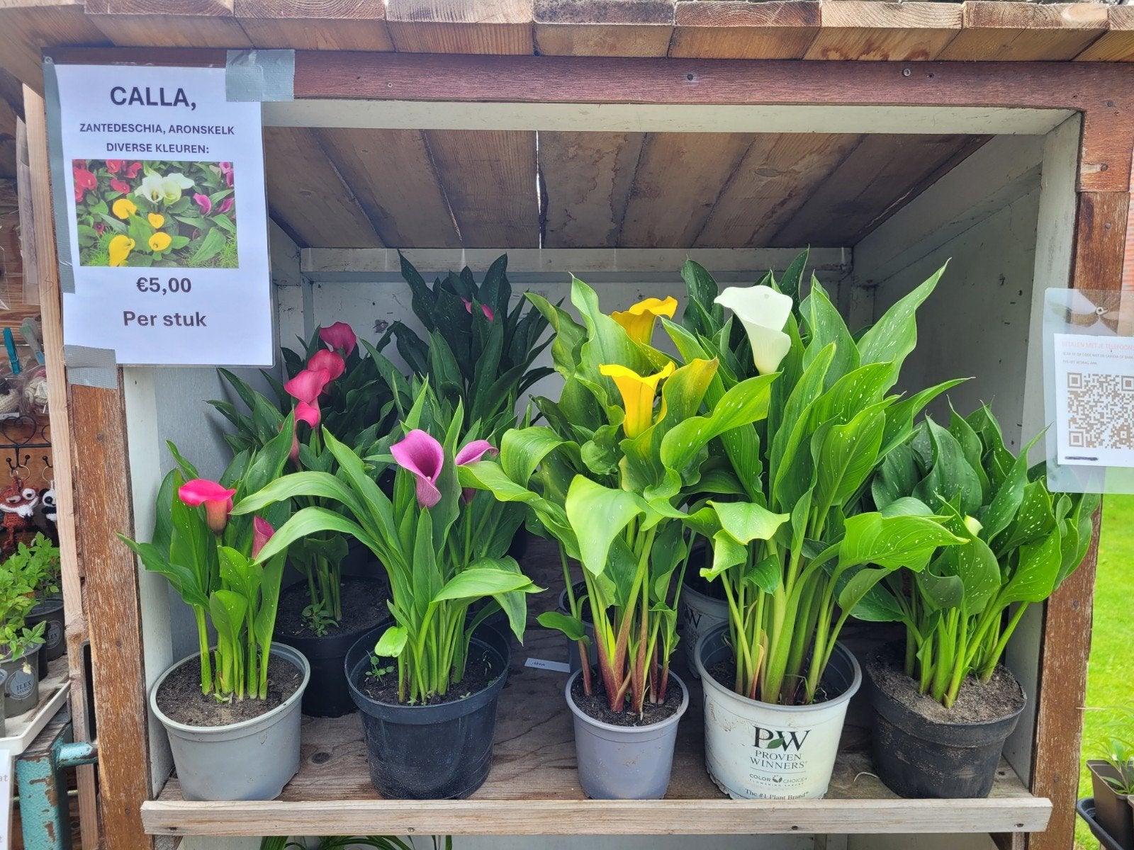 zantedeschia, calla, aronskelk planten, Volle zon, Vaste plant, Zomer, Ophalen