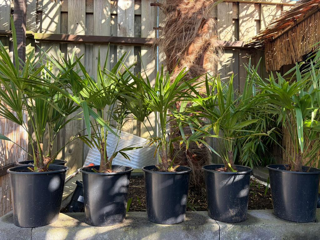 Trachycarpus Fortunei, Tuin en Terras, Planten | Bomen, Ophalen, Zomer, Volle zon, Palmboom