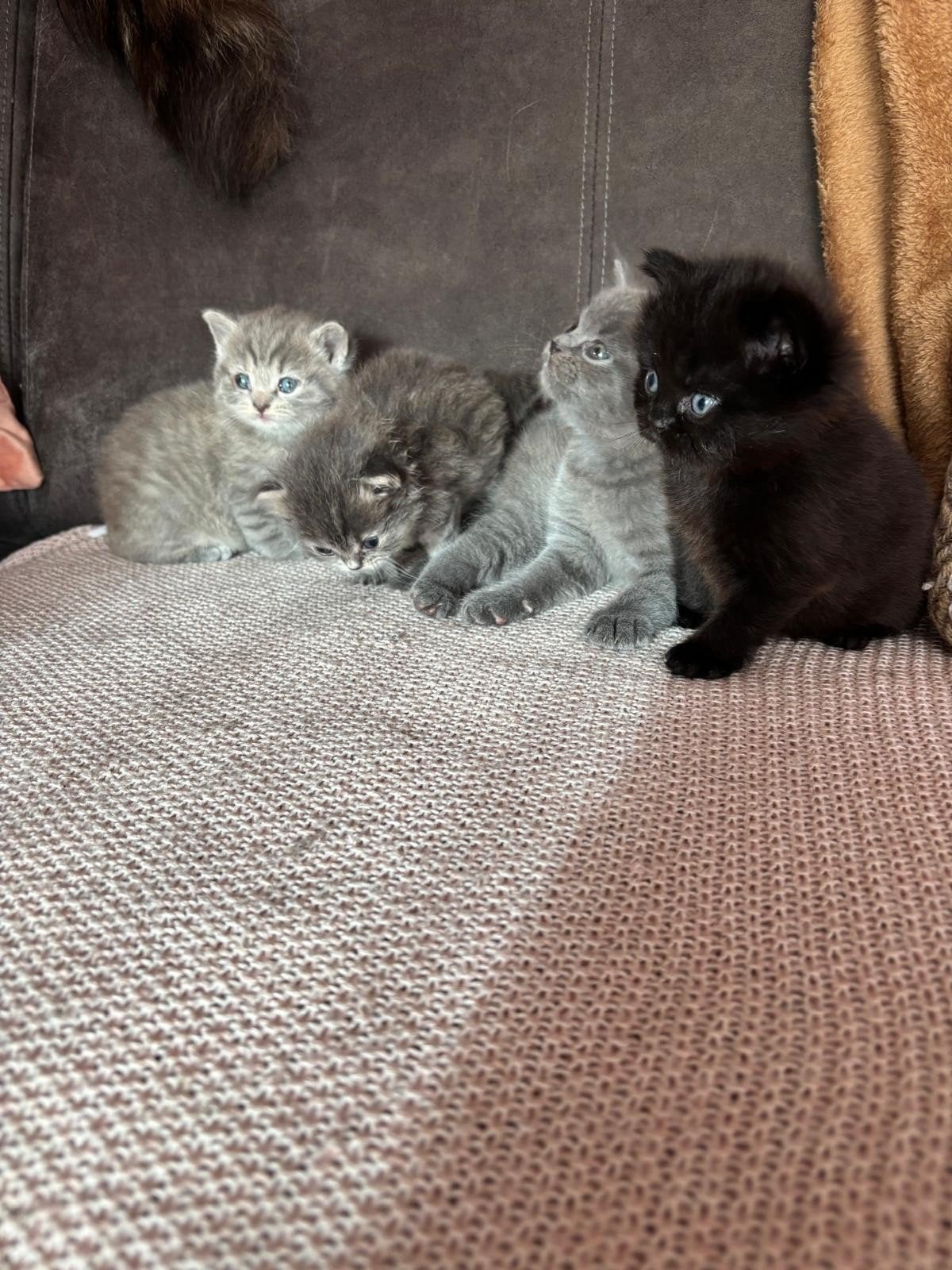 Kittens kruising britse korthaar, Dieren en Toebehoren, Meerdere dieren