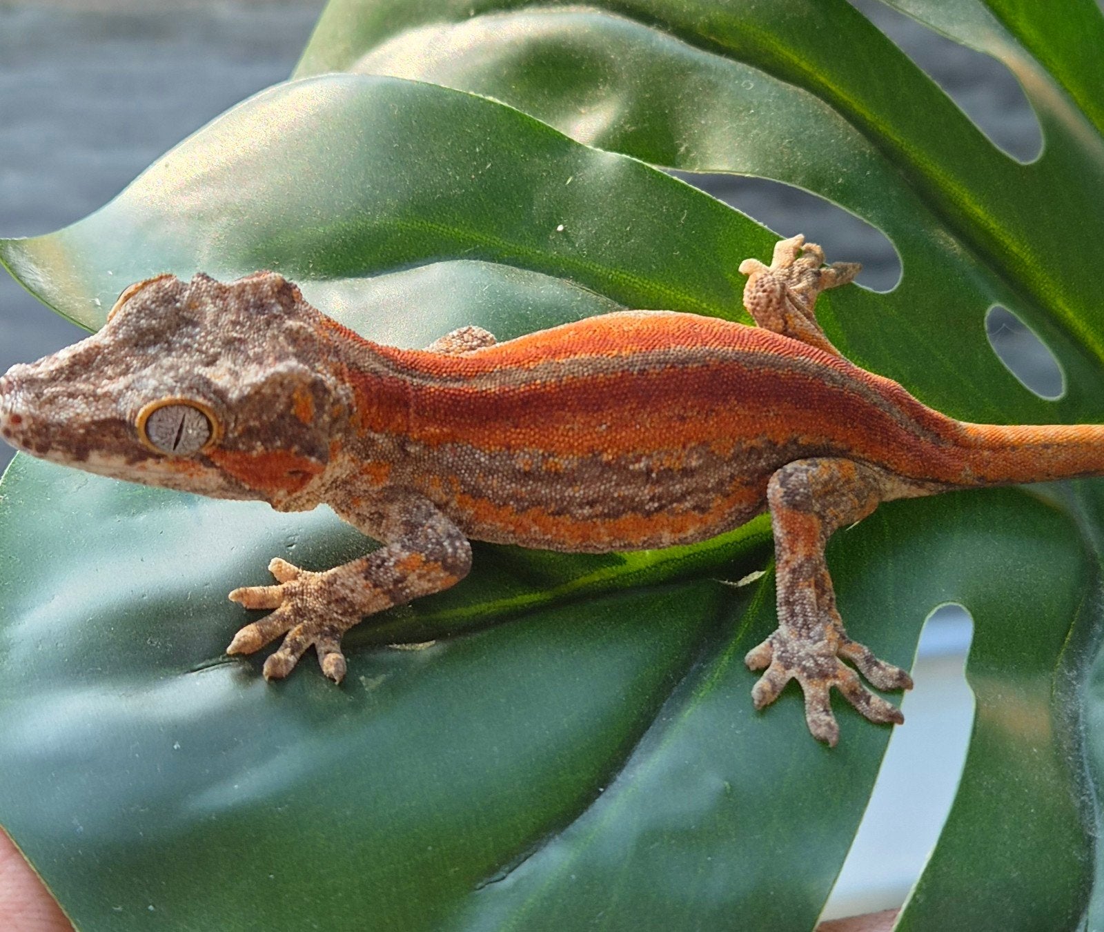 Mooie velrode nakweek gargoyle gekko, Hagedis, 0 tot 2 jaar