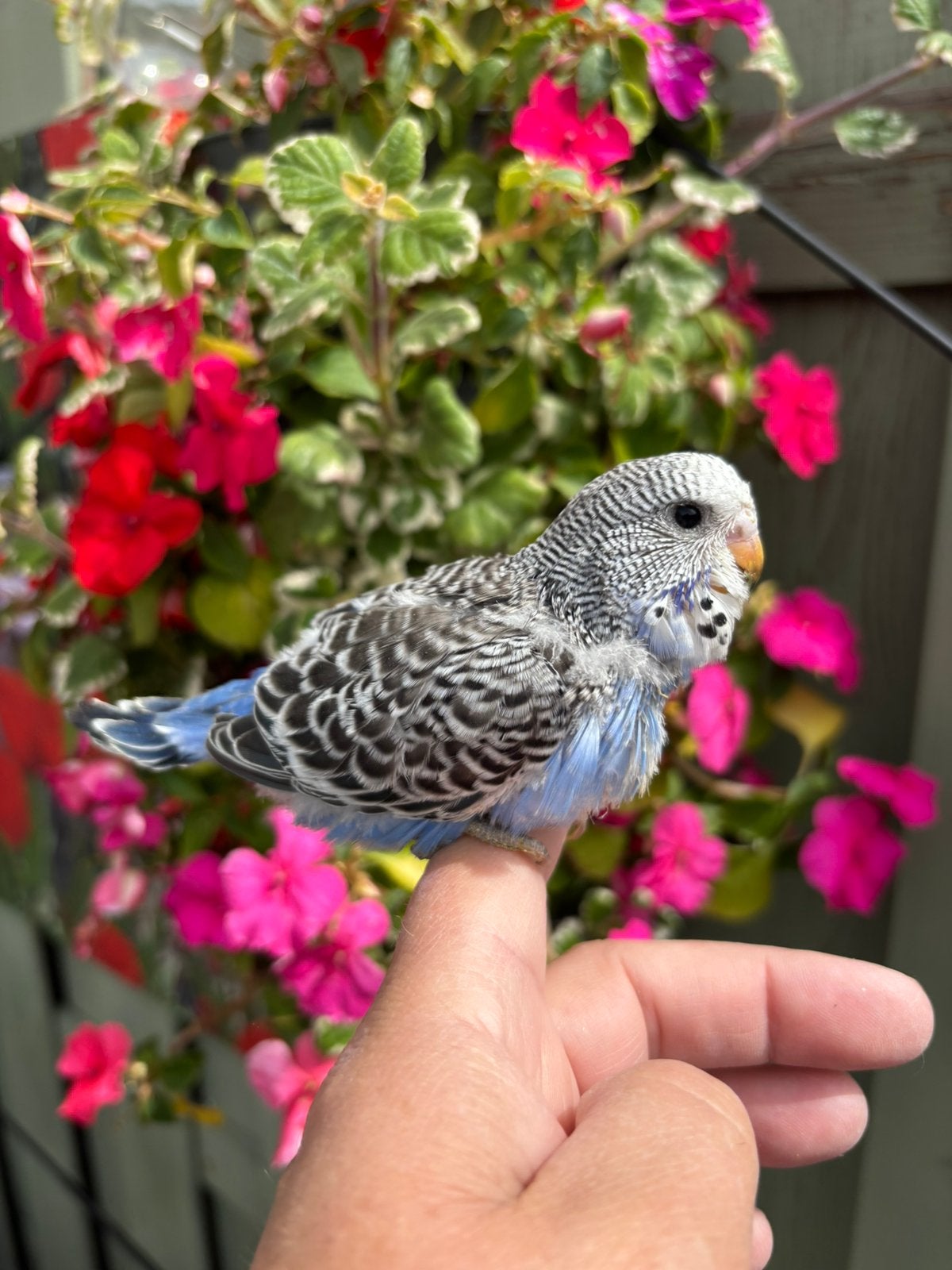 Baby parkietje handtam., Geslacht onbekend, Parkiet, Tam