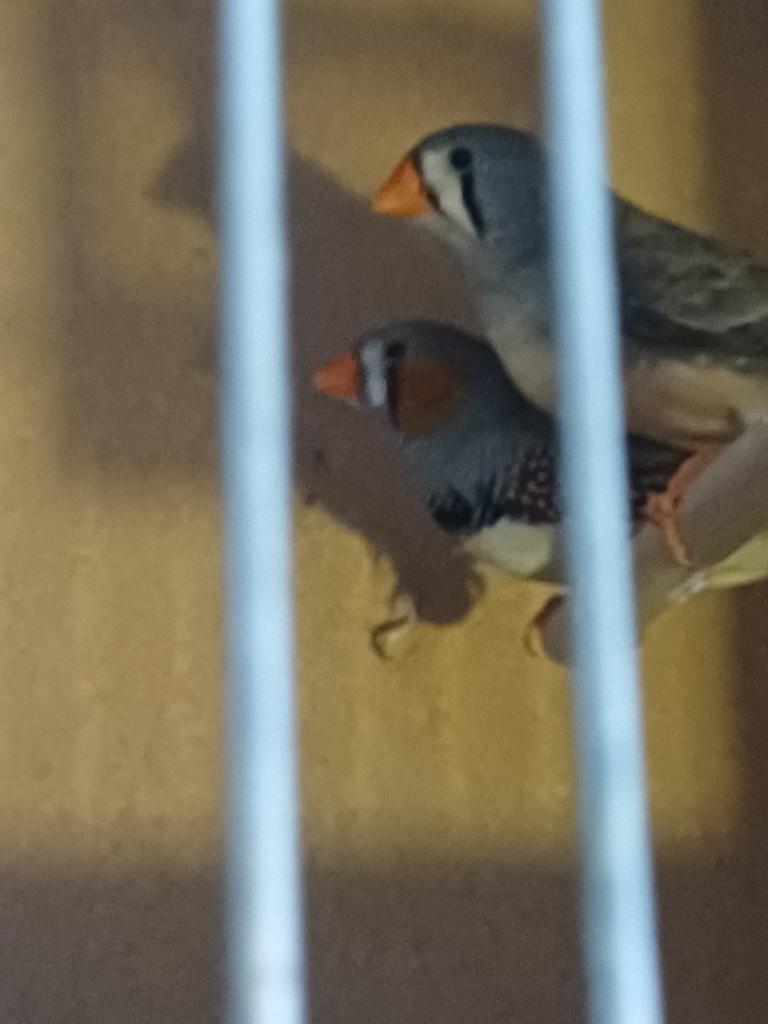 Zebravink man en vrouw verwant, Dieren en Toebehoren, Meerdere dieren