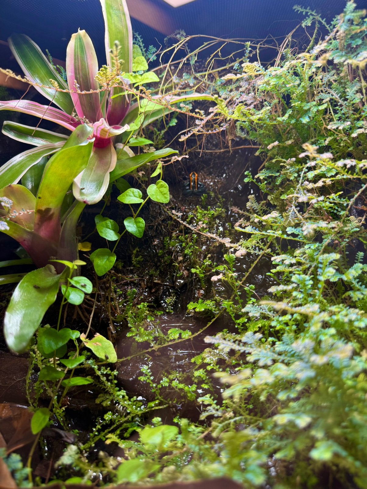 2.3 Phyllobates vittatus met of zonder terrarium, Dieren en Toebehoren, Amfibie, Met terrarium, 0 tot 2 jaar