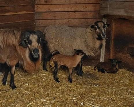 Kameroen schapen koppel met 2 lammeren, Dieren en Toebehoren, Schapen, Geiten en Varkens, Meerdere dieren, Schaap