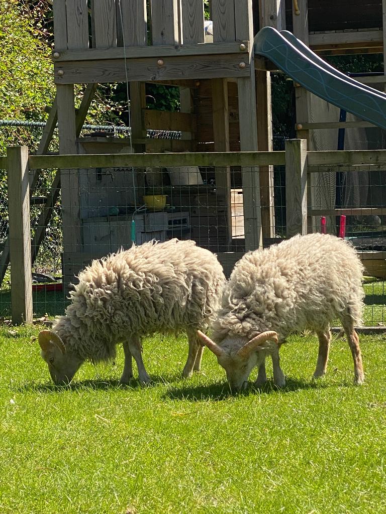Ouessant rammetje, Dieren en Toebehoren, Mannelijk, Schaap, 0 tot 2 jaar