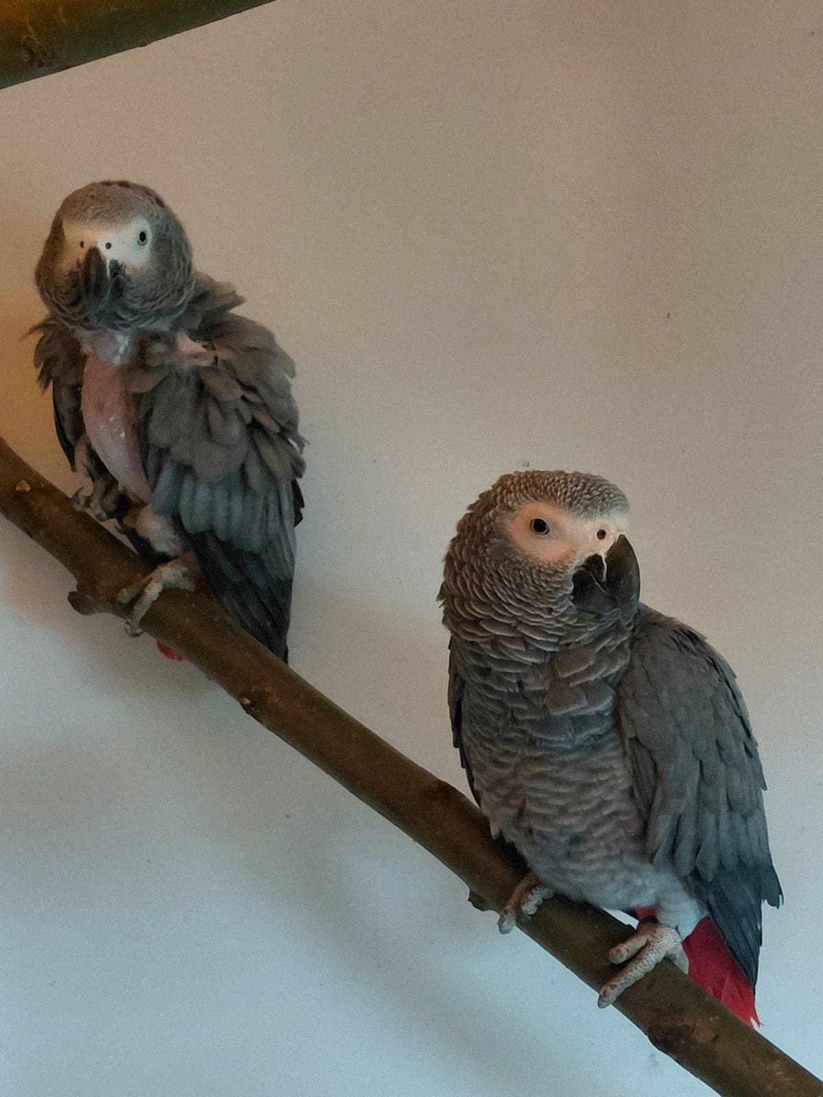 Koppel grijze roodstaarten, Meerdere dieren, Papegaai, Geringd