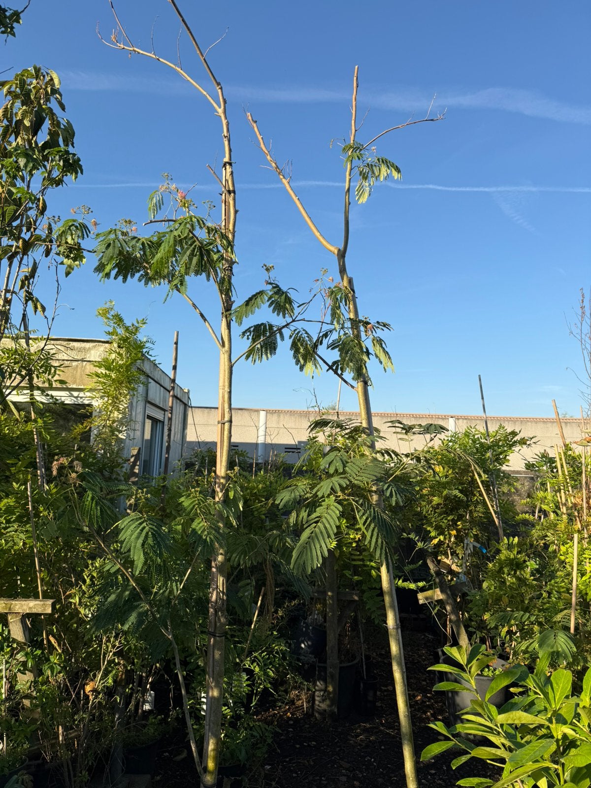 Partij 3 slaap bomen  pot gekweekt  nu slechts 50 pst 3 /125, Volle zon, Vaste plant, Zomer, Ophalen