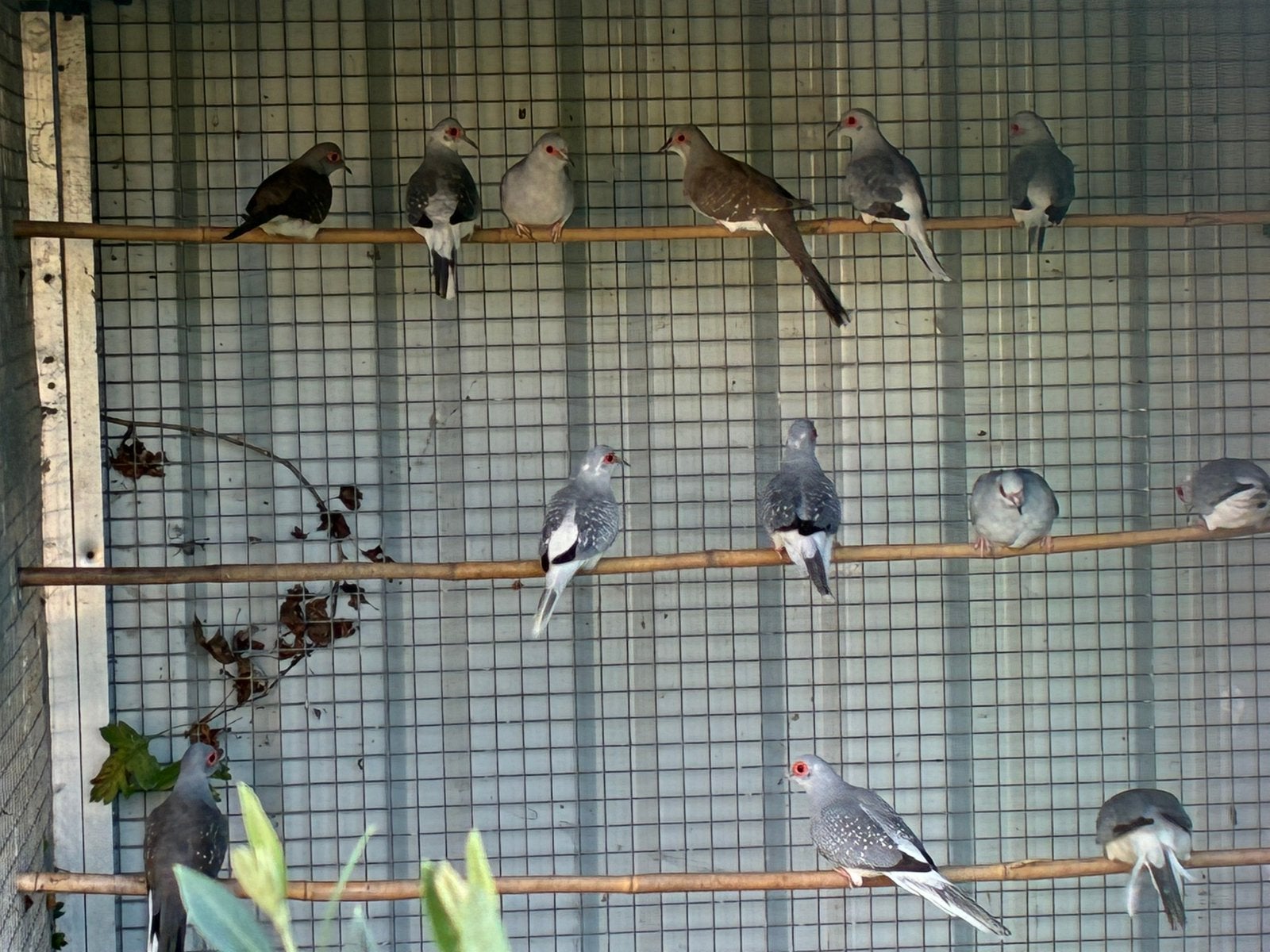 Te koop diamantduifjes, Dieren en Toebehoren, Tropenvogel