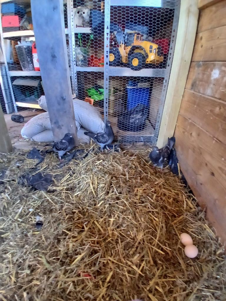 3 duiven te koop 1 mannetje  2 vrouwtjes voor 30 euro, Dieren en Toebehoren, Meerdere dieren, Overige soorten