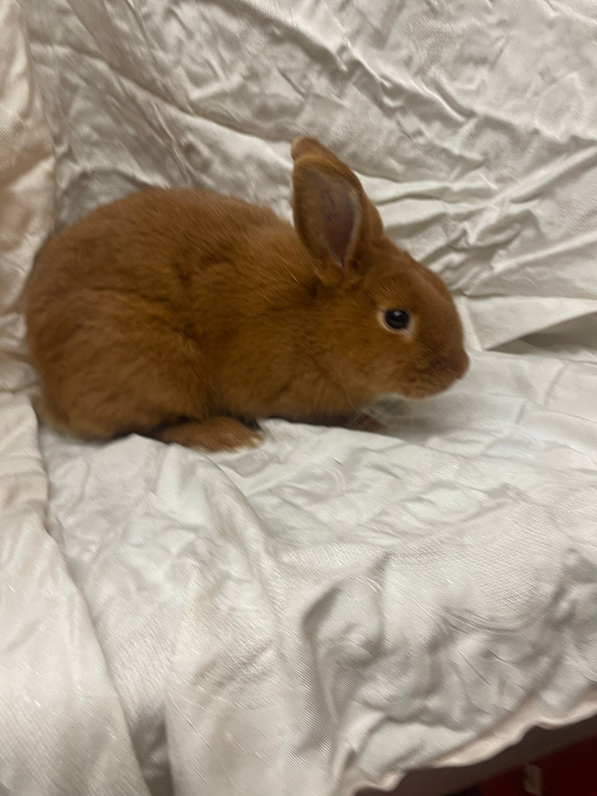 Te koop thrianta konijn voedster, Dieren en Toebehoren, Vrouwelijk, Middelgroot