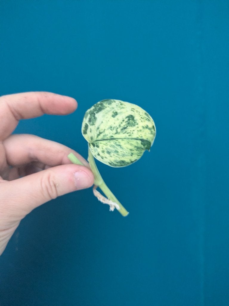 Scindapsus Jade Satin Marble variegata stek, Ophalen of Verzenden, Halfschaduw, Minder dan 100 cm