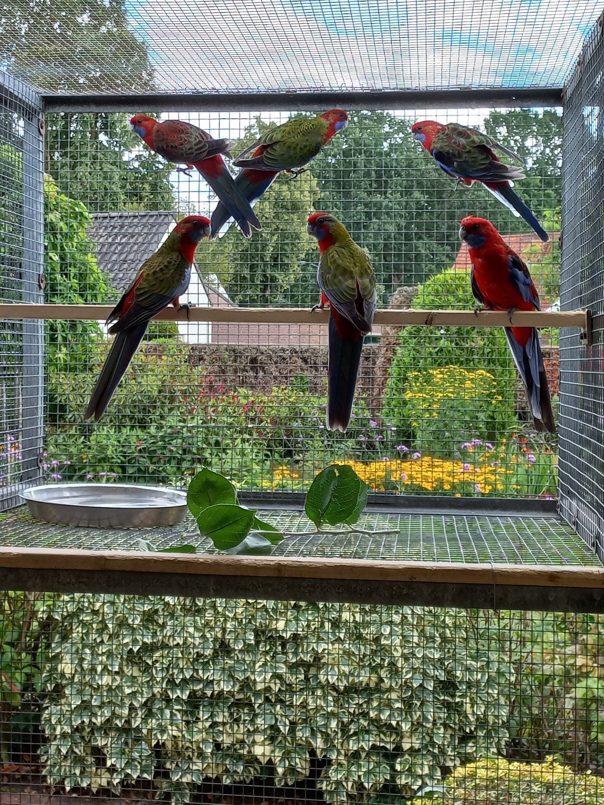 pennant rosella, Meerdere dieren, Parkiet, Geringd