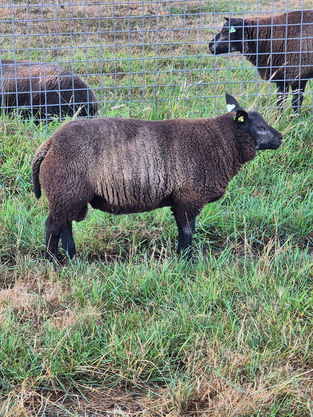 Stamboek dekrammen blauwe texelaar, dubbel arr, zwoegervrij, Dieren en Toebehoren, Schapen, Geiten en Varkens, Mannelijk, Schaap