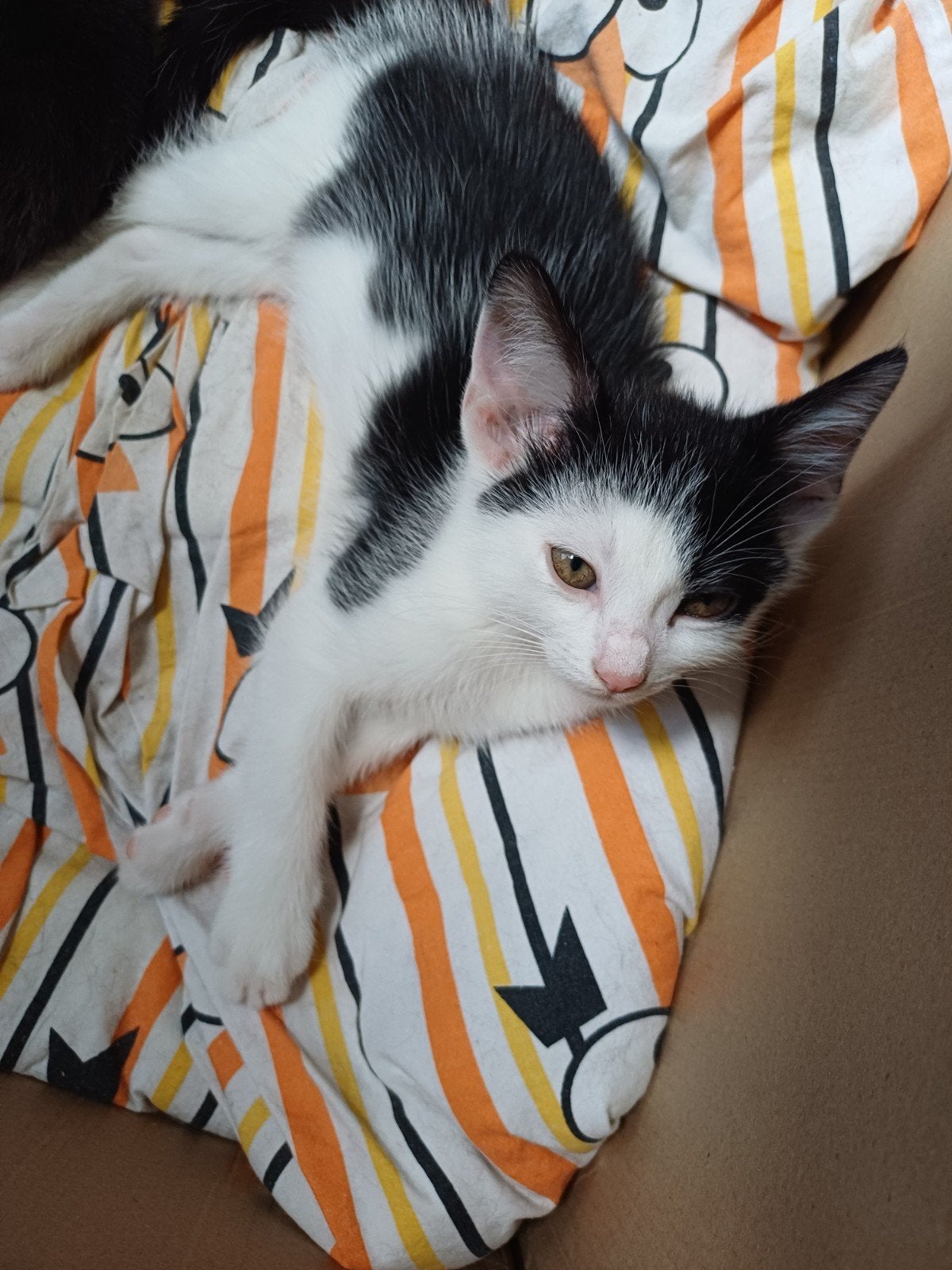 2 katertjes geboren op 14 Juni(9 weken), Kater