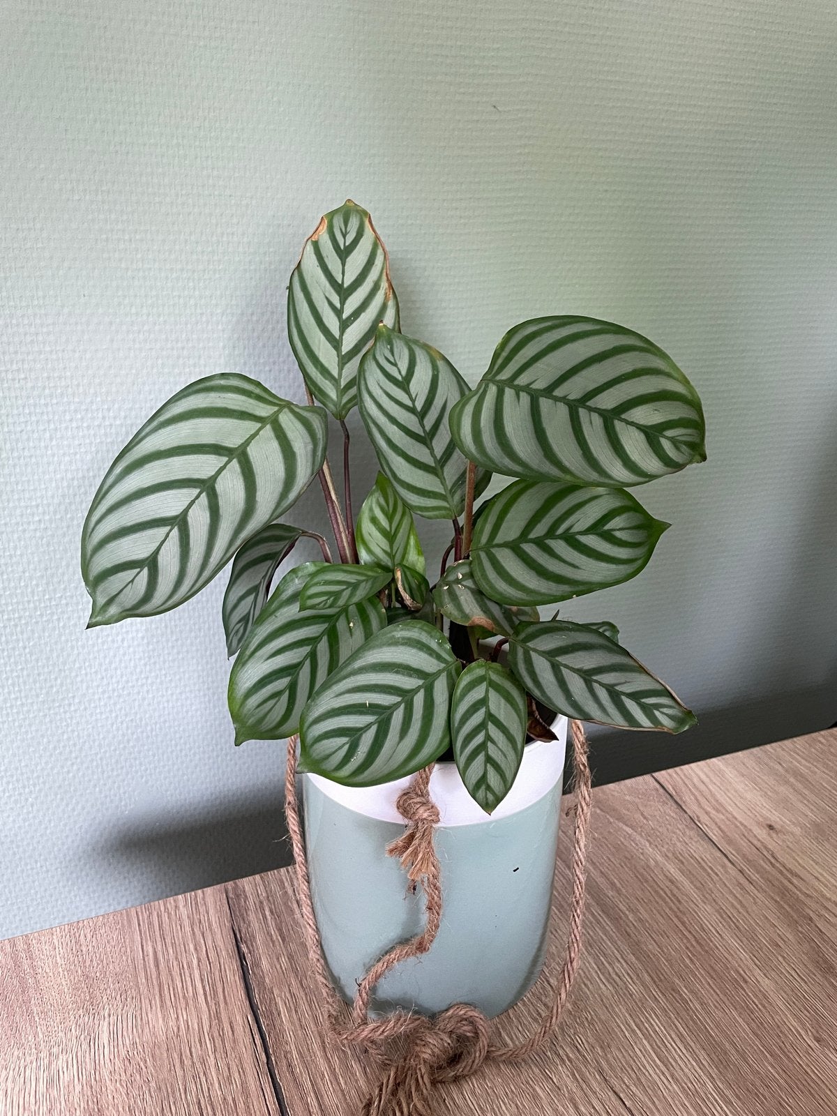 Calathea Compactstar, Ophalen, Overige soorten, Halfschaduw, In pot