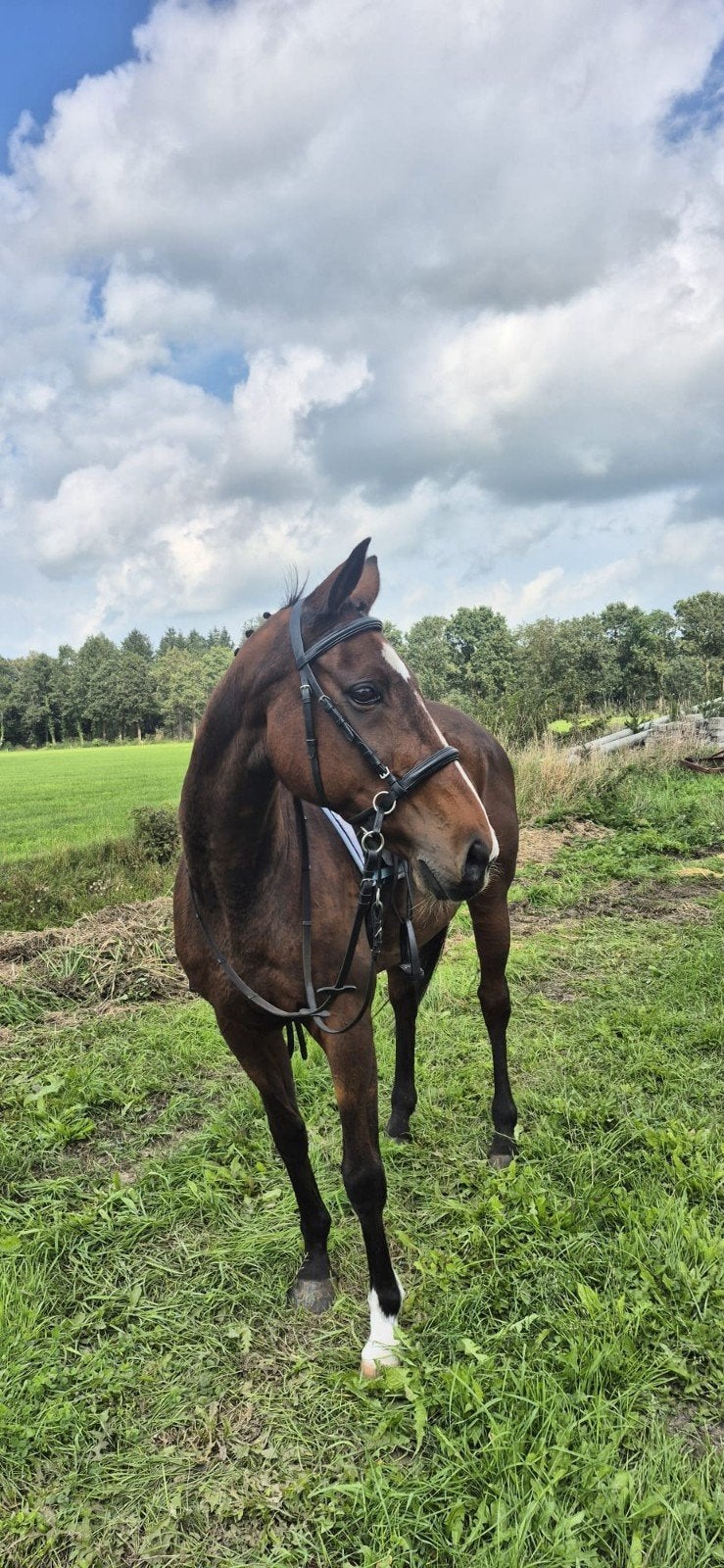 8 jarige ierse merrie met SUPER lief karakter, Dieren en Toebehoren, Merrie, Minder dan 160 cm, Zadelmak, 7 tot 10 jaar