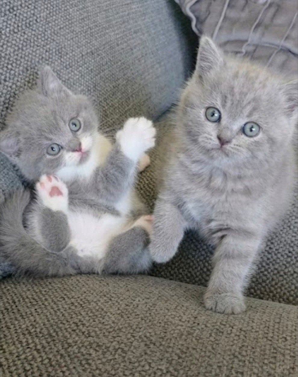 2 prachtige britse korthaar kittens, Dieren en Toebehoren, Meerdere dieren, Ontwormd, 0 tot 2 jaar